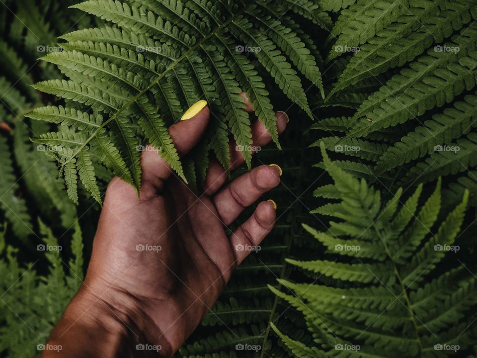 woman's hand holding leaf of fern