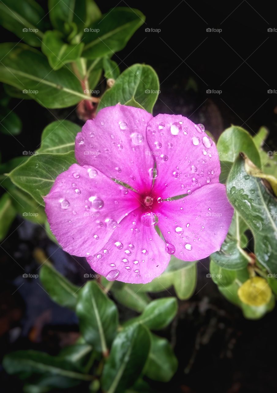 Dew on flower