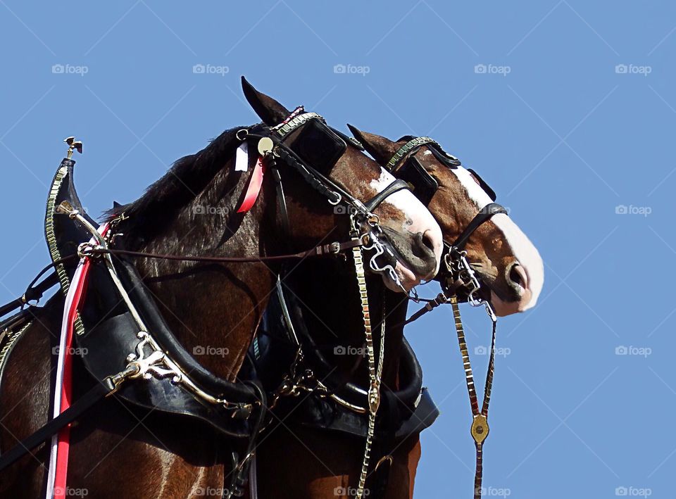 Majestic Clydesdales-Symmetry 