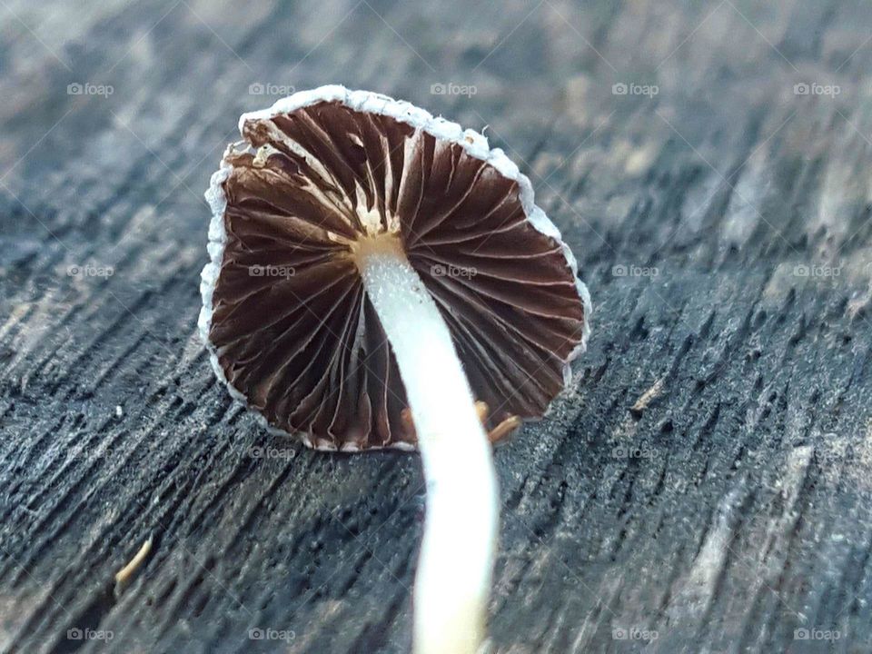 Coprinellus disseminatus