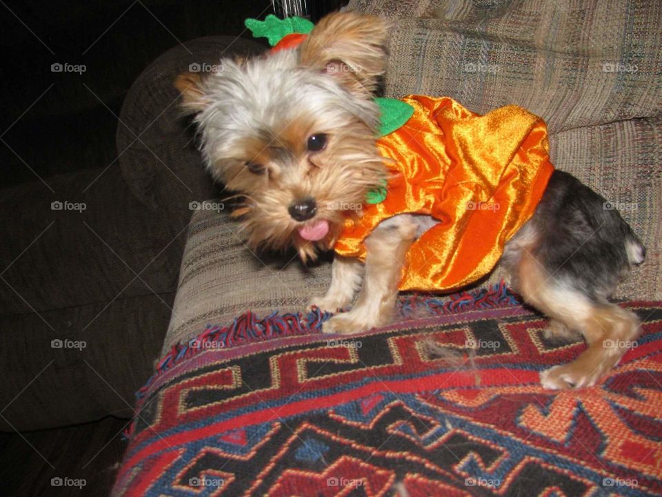 adorable Yorkie puppy excited for Halloween