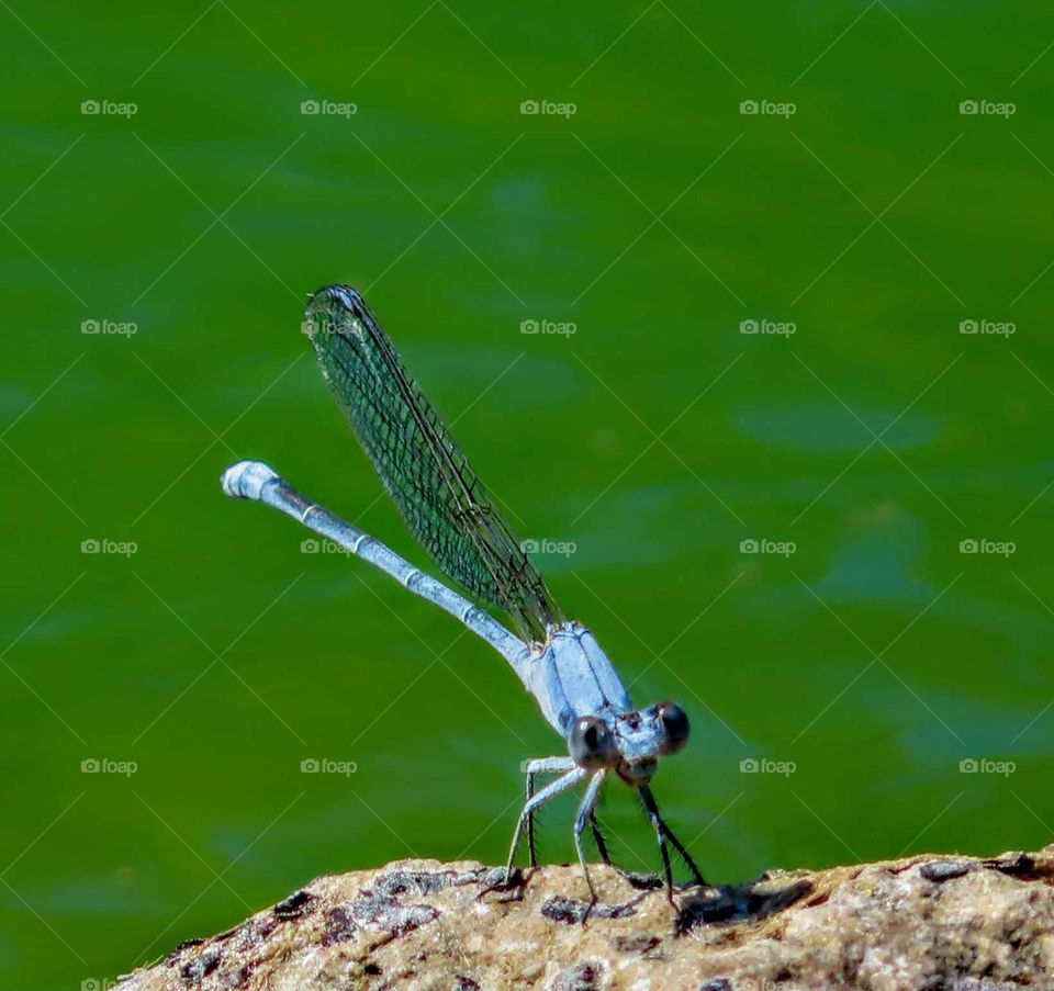 Silly Blue Dragonfly Perched on Rock Near Water "Goofball Dragonfly"