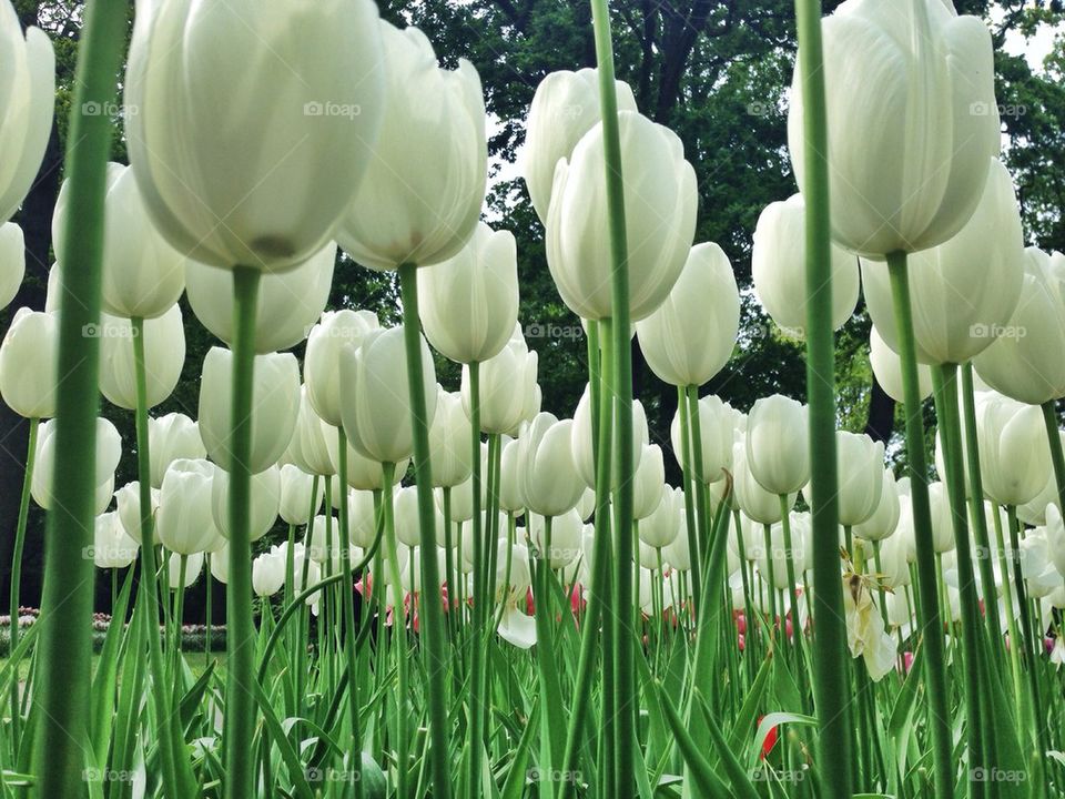 The tulip/ flower gardens in Keukenhof , the Netherlands (holland)