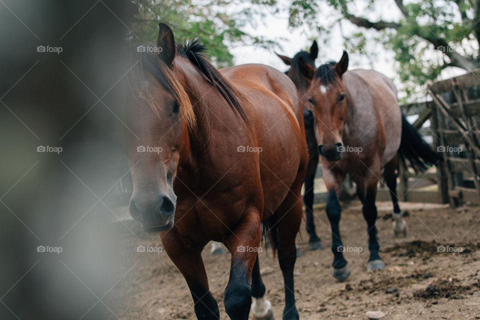 Rio Grande do Sul, Brazil