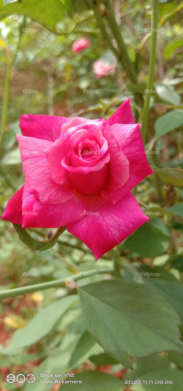 A Chinese rose 🌹, 🤩,💝