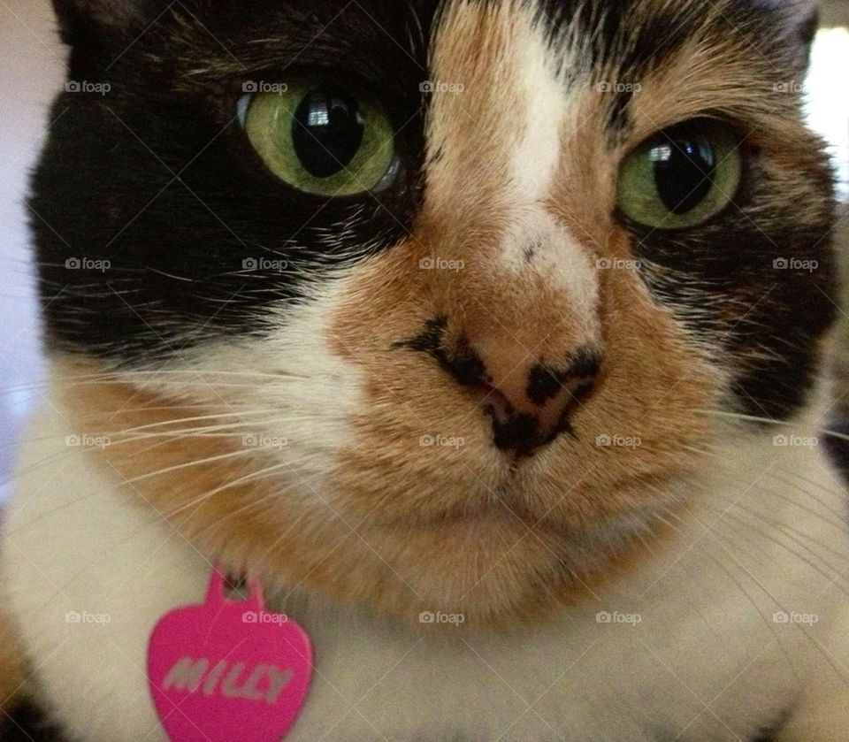 Milly the Cat