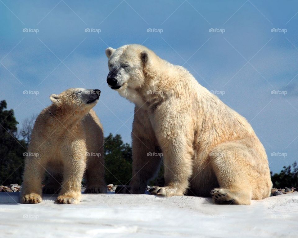 Close-up of polar bear with cub