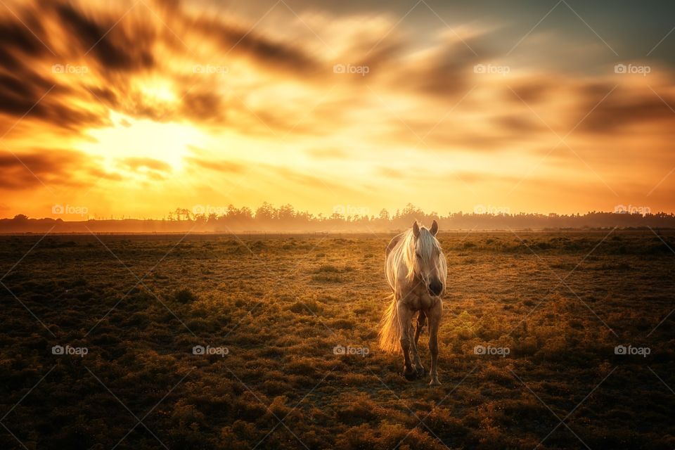 Stallion horse running in grass