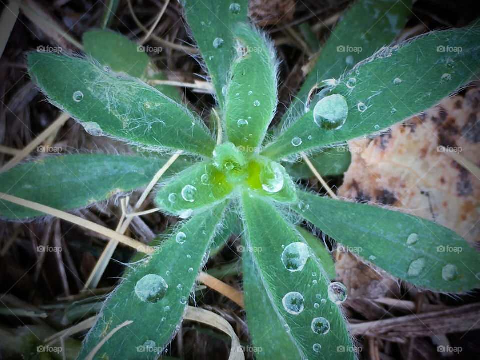 Rainy Weed