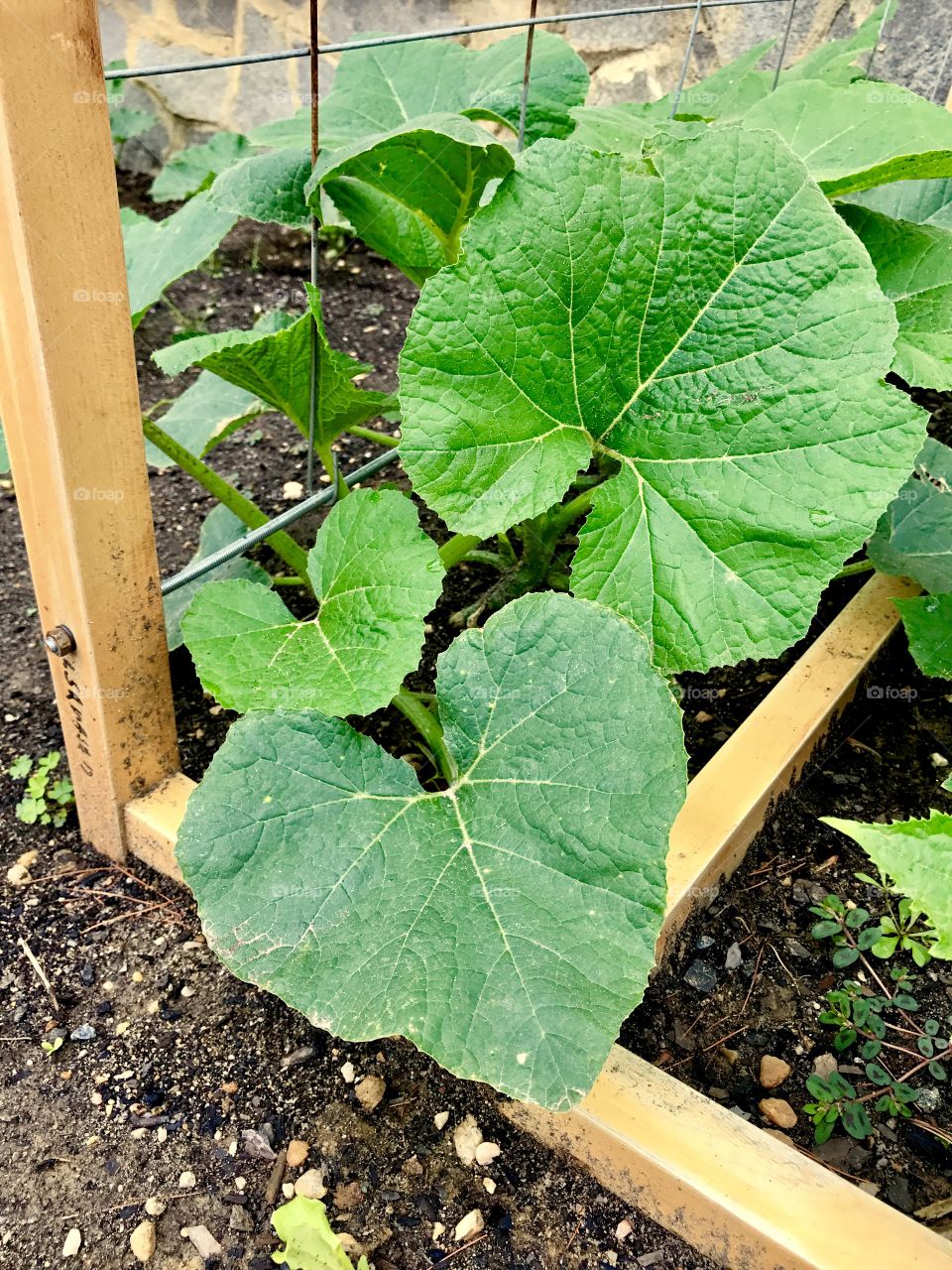 Green Heart Shaped Leaves