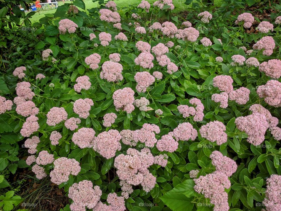 Stone Crops 🌸❤️❤️ Loved to see this and it comes with varieties and just loved them to see ! ❤️