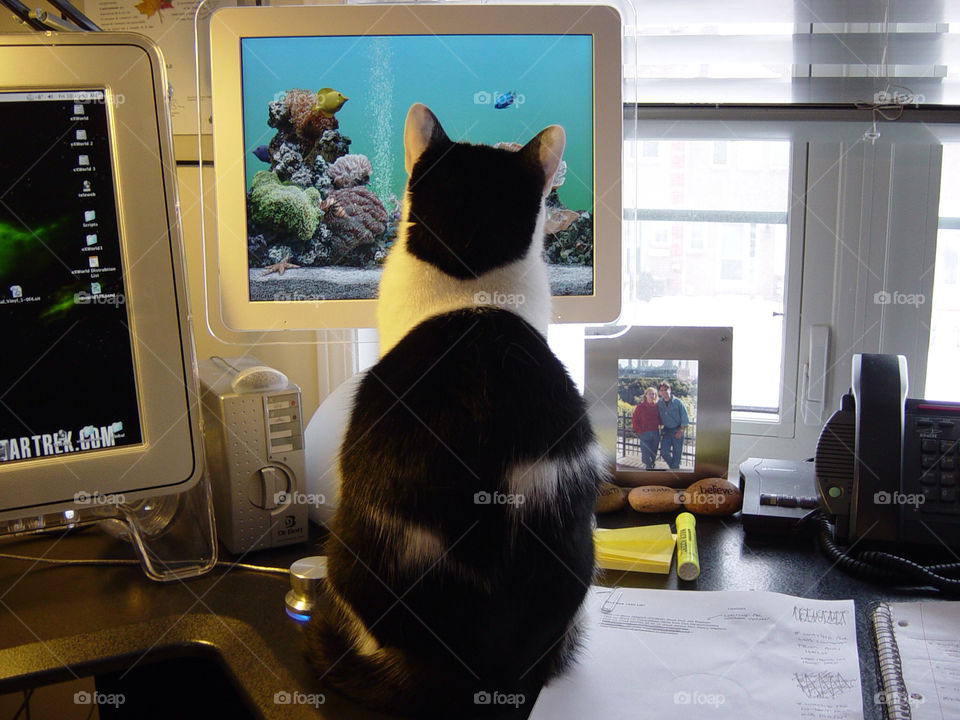 fish cat computer screensaver by exworld
