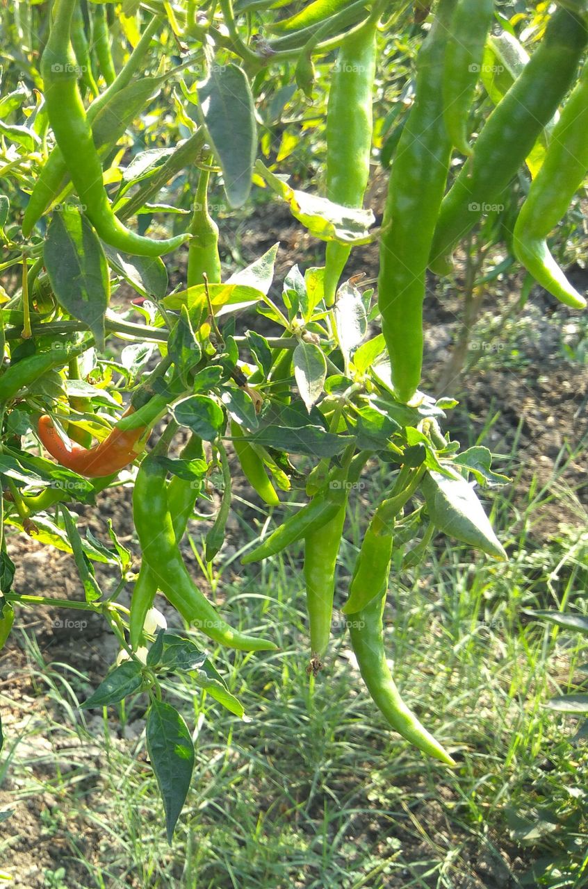 Chilli Tree.....