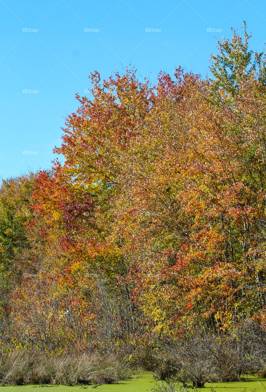 Fall landscape 