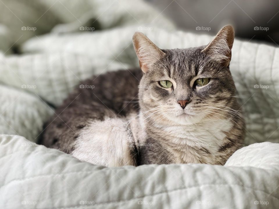 A grey tabby cat rests in a pastel colored quilt