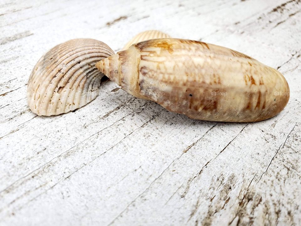 Coastal beach seashells on a rustic white background 