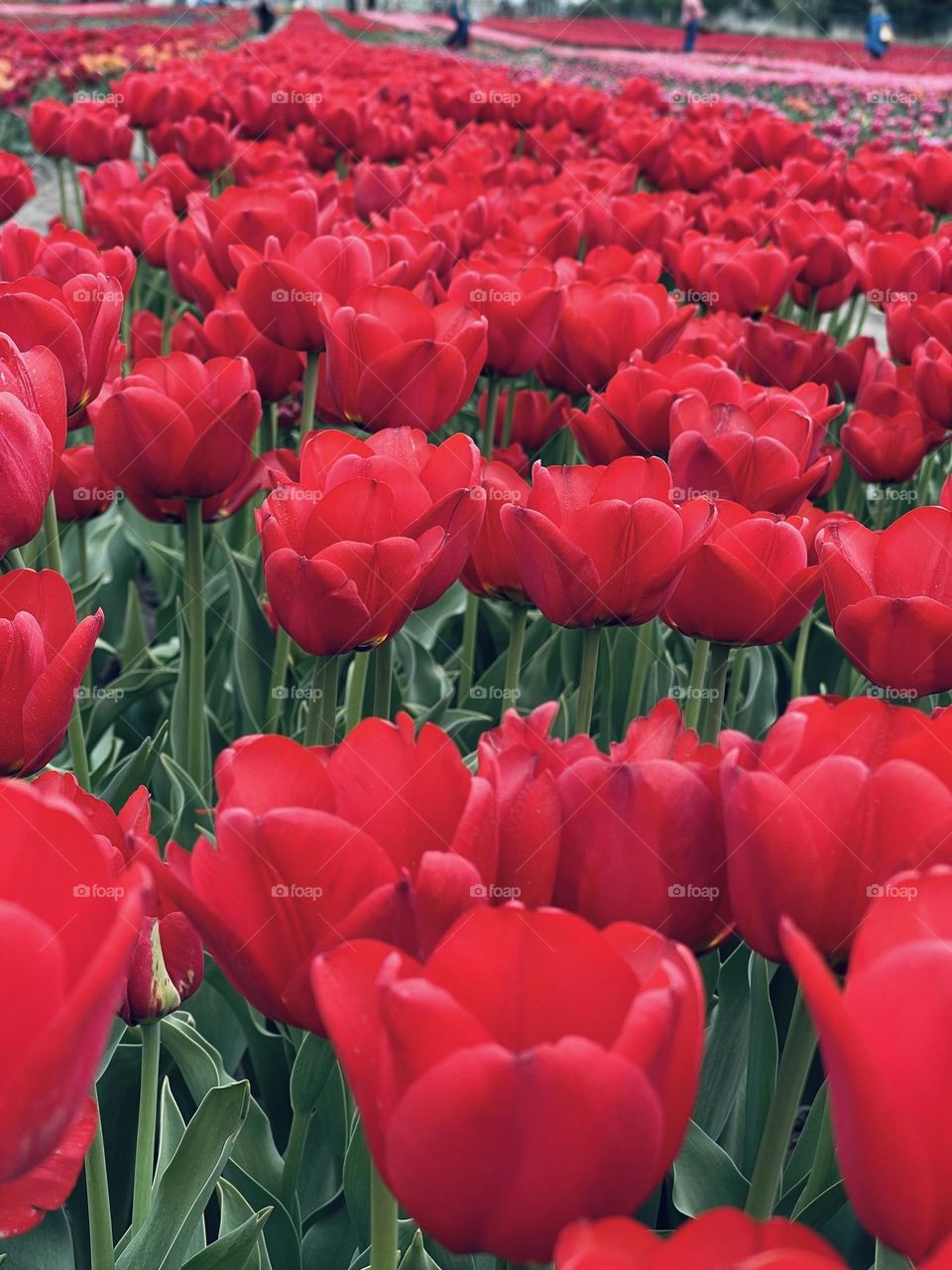 Tulips