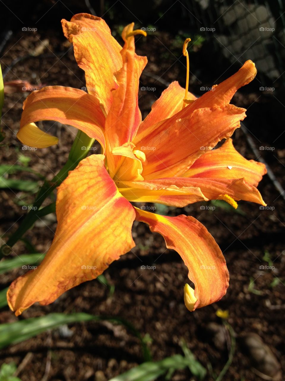 Orange Day Lilly in full bloom, close u!