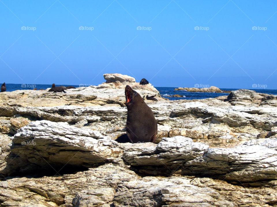new Zealand sea lion in his natural habitat while yawning and enjoying the day