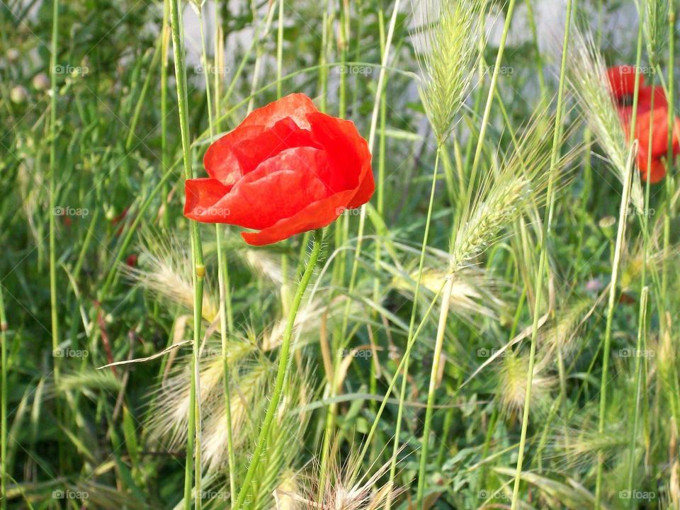 red poppy and wild grass