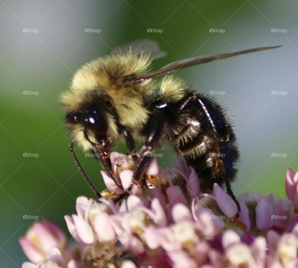 Bee on milkweed 