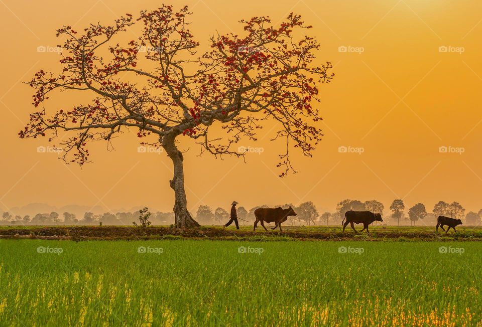 Sunset on the field