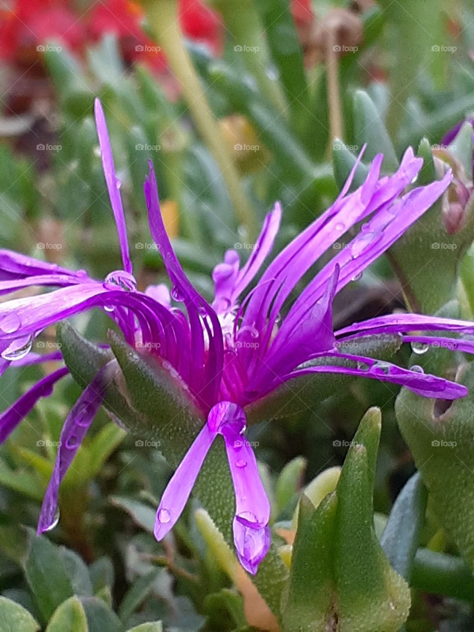 portrait of a plants
