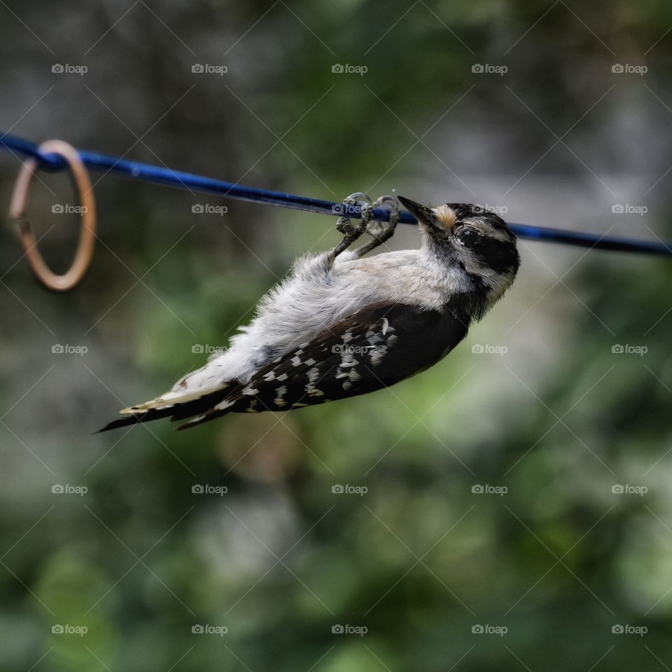 Woodpecker hanging from a clothesline 
