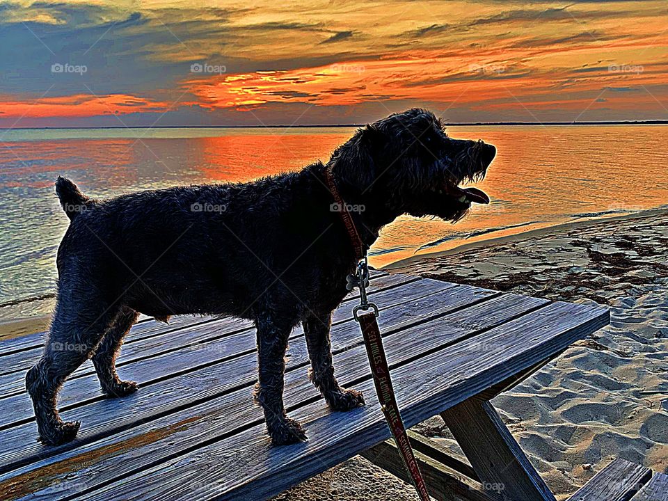 A black Schnoodle with his tongue out, stands on the picnic during a spectacular sunset 