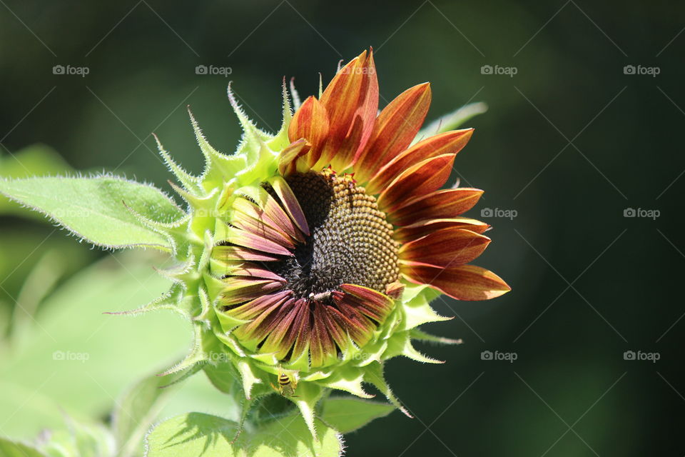 Close-up of sunflower