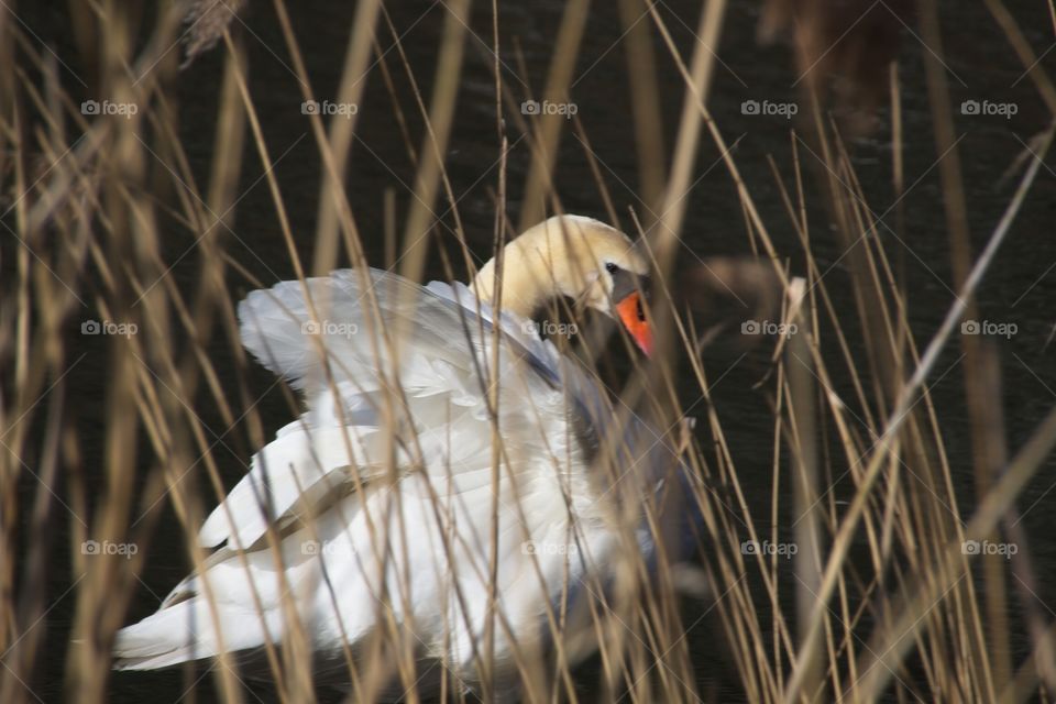 close up of a white swan