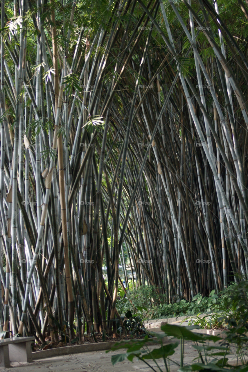 guangzhou china forest bamboo by stevetravisuk