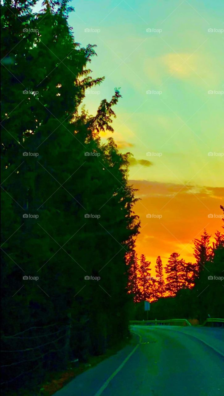 Still life - Limassol Akrotiri - magic sunset - forest 