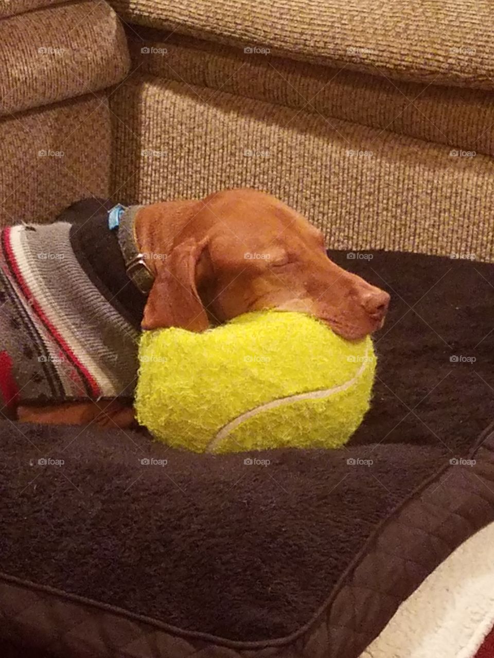 Toby sleeping on his favorite ball