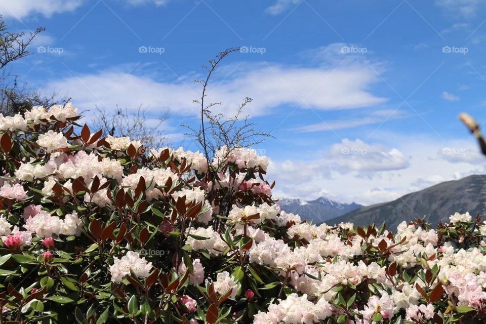 Tibet mountain flower 