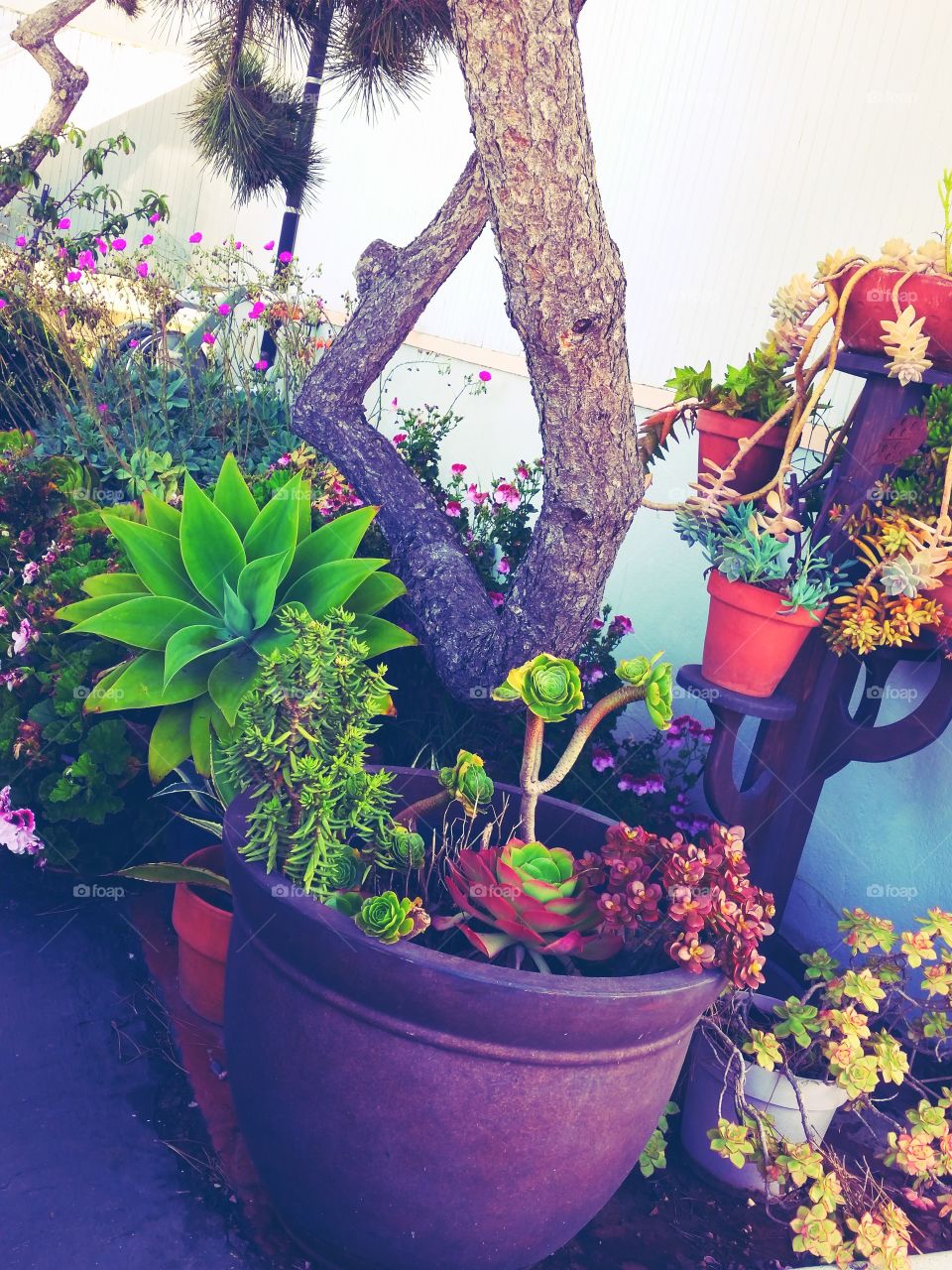 decorative plants (succulents). succulents for drought  prone places