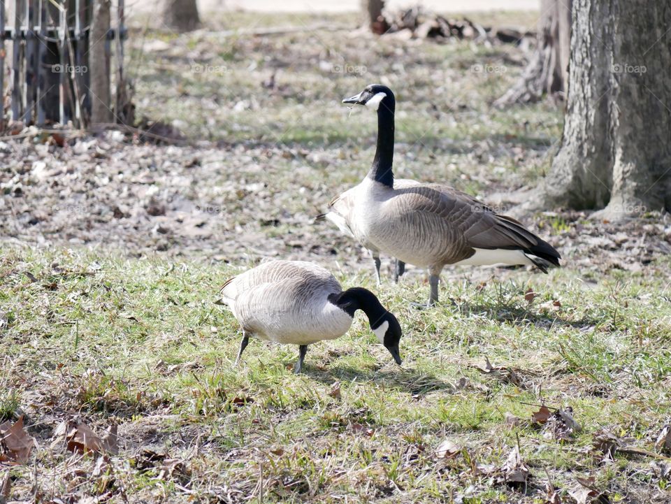 It’s a great day for Canadian geese to wander through the local park, looking for food.