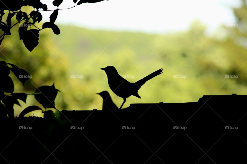 Bird on a fence