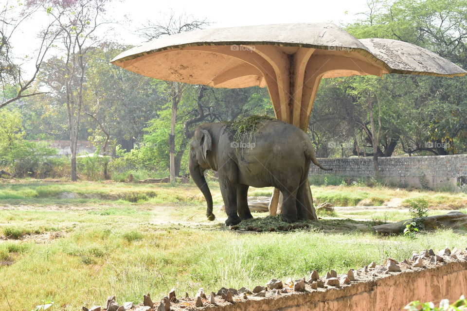 indian elephant fun with grass in delhi zoo
