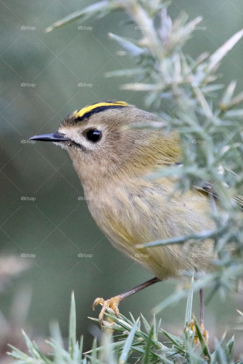 Goldcrest 