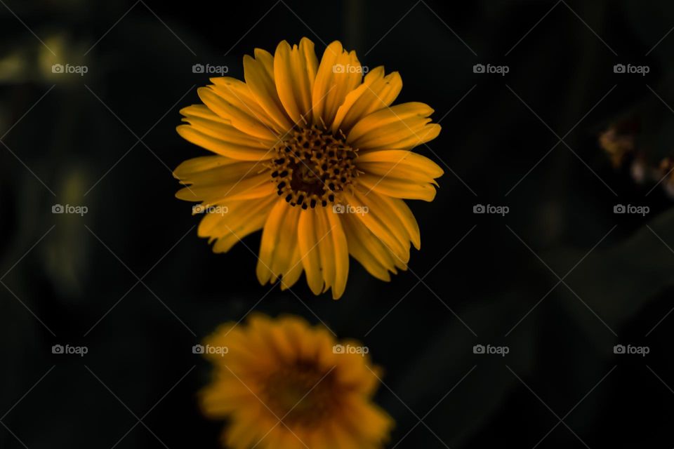 two flowers look like mirror reflection effect