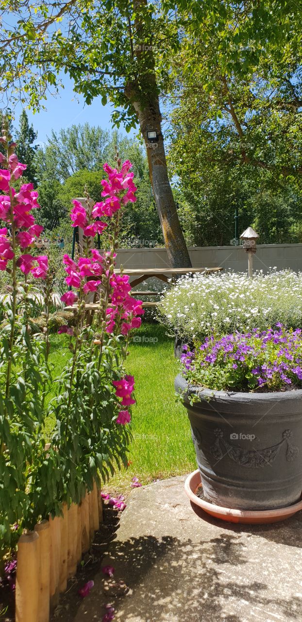 Flores de mi jardín