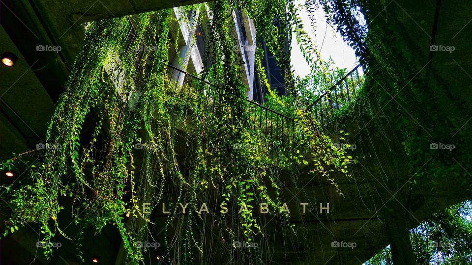 I choose green certainly