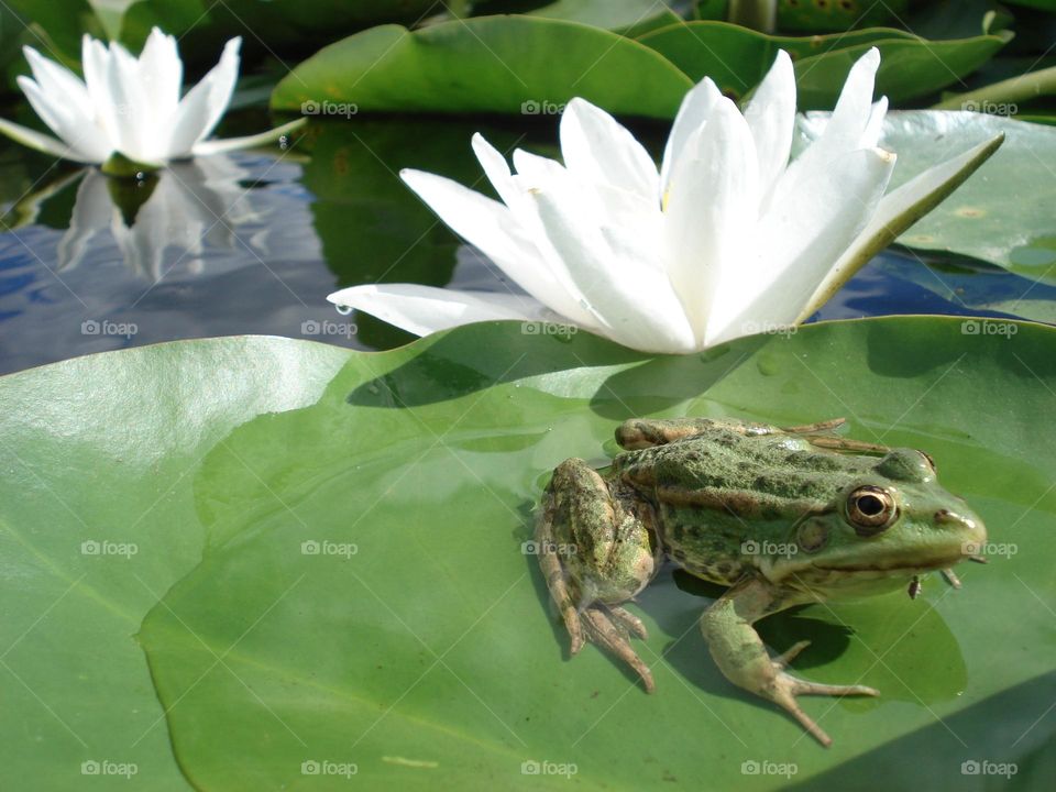 Frog on water lilies