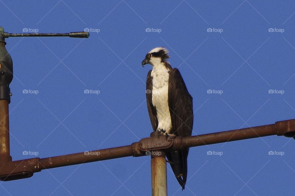 Bird on Pipes, September 2023