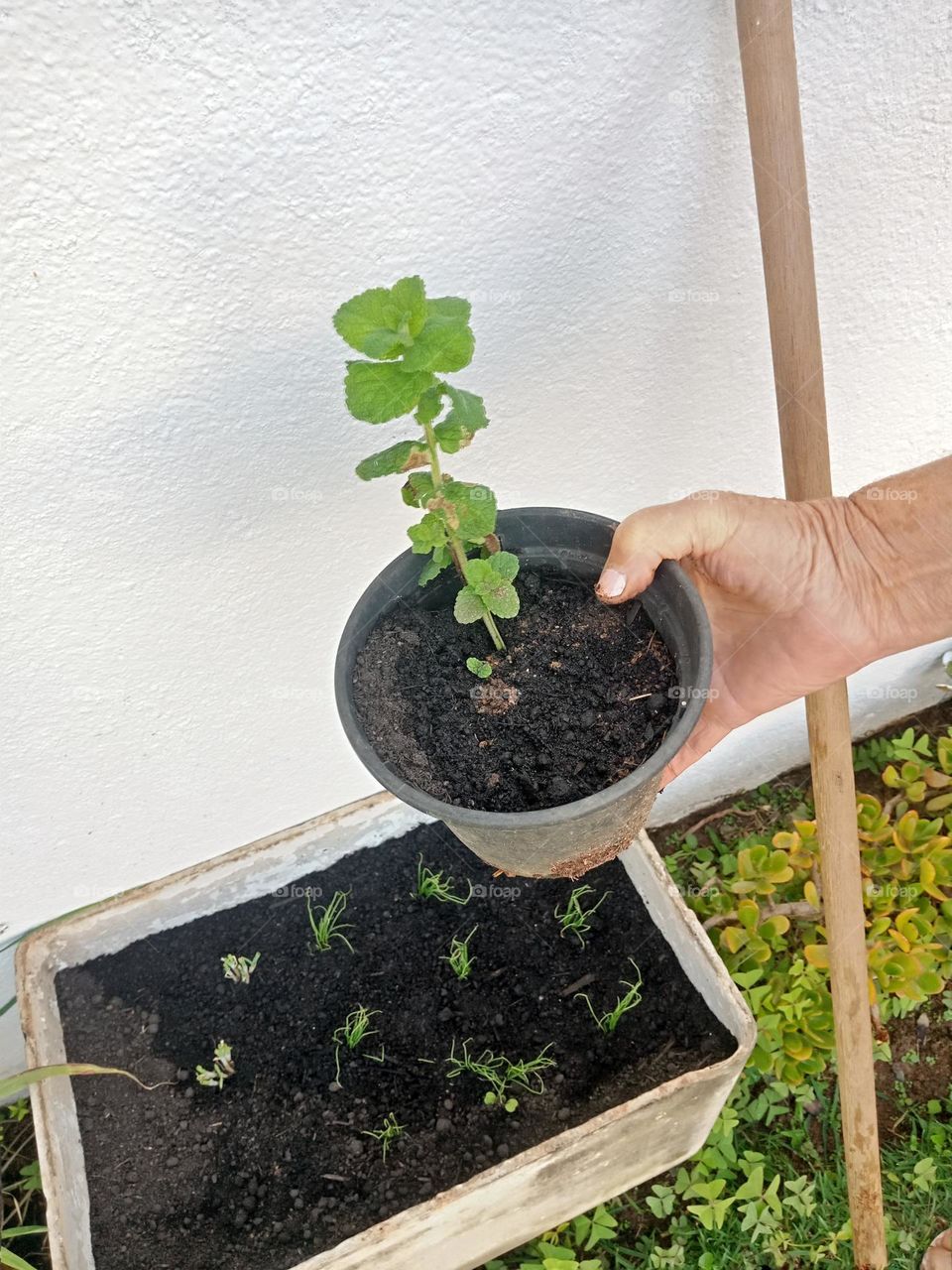 planting herbs, mint in a pot and spring onions in a box