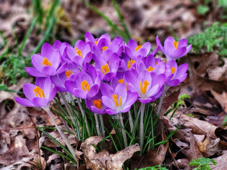 Crocussen in bloom in the Netherlands