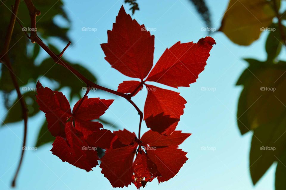 Low angle view of maple leaves during autumn