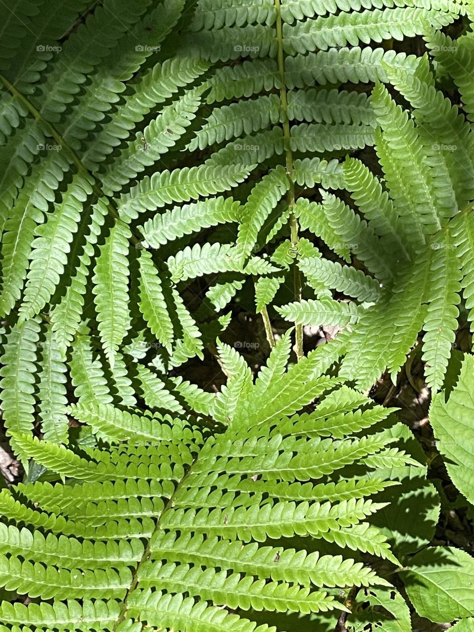 Ferns