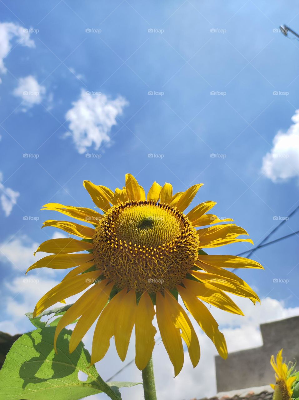 Beautiful sunflowers have bloomed in summer